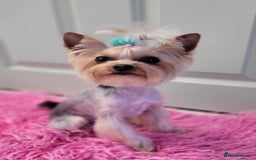 Yorkshire Terrier dogs for sale: Adorable Yorkshire Terrier Puppy for Sale - Image 15