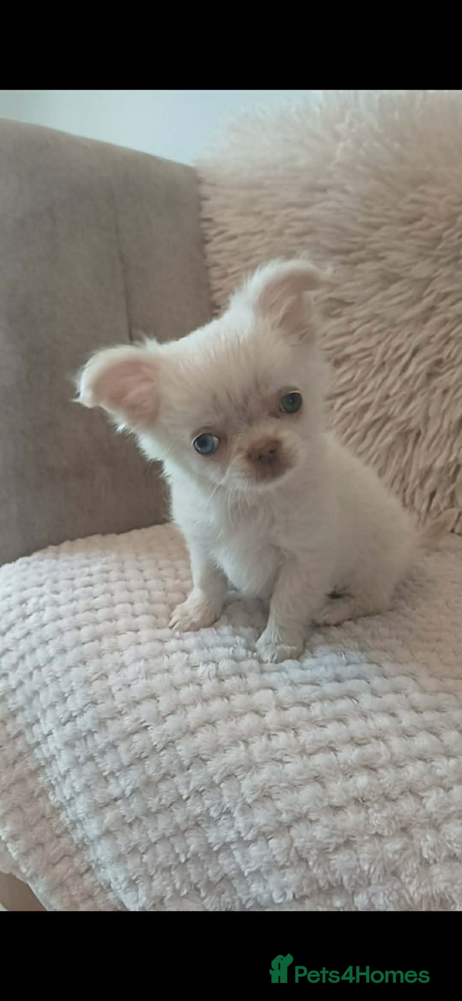 Chihuahua dogs Super Tiny boy looking for forever home - Advert 1