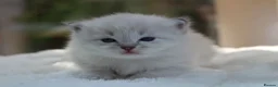 Ragdoll cats for sale: Outstanding Pedigree GCCF Ragdoll Kittens - Advert 3