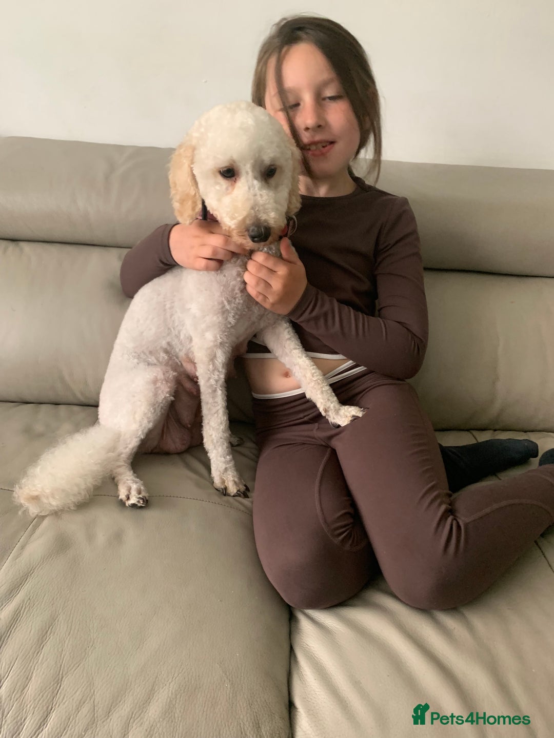 Cavapoo dogs for sale: Outstanding F1 Apricot Cavapoo puppies  - Image 30