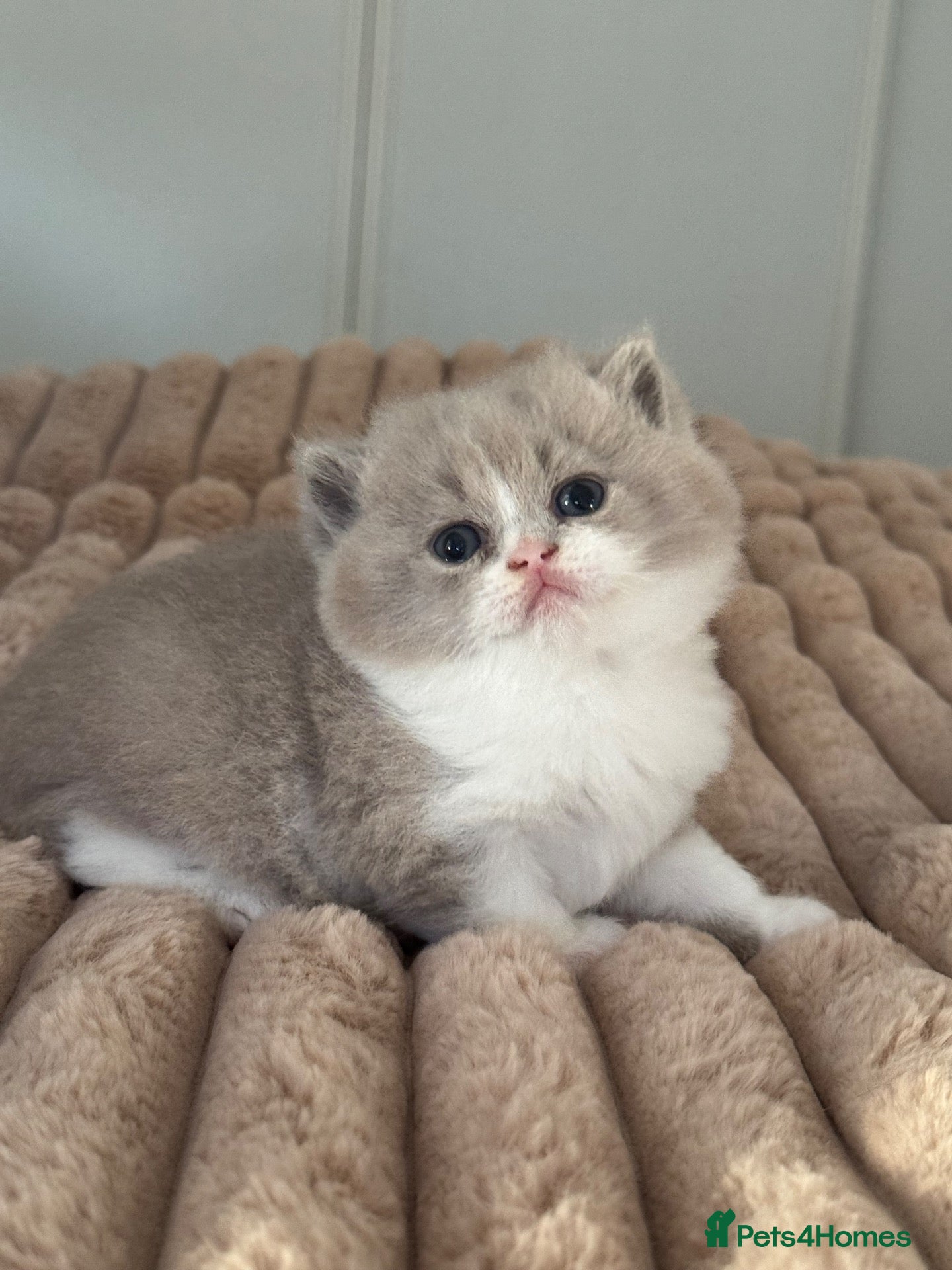 British Shorthair cats Lilac bi colours boys ready mid December ( TICA) - Advert 20