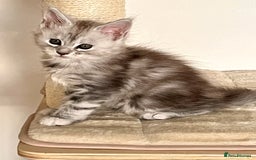 Maine Coon cats for sale: Blue Tabby Maine Coon Female - Image 3