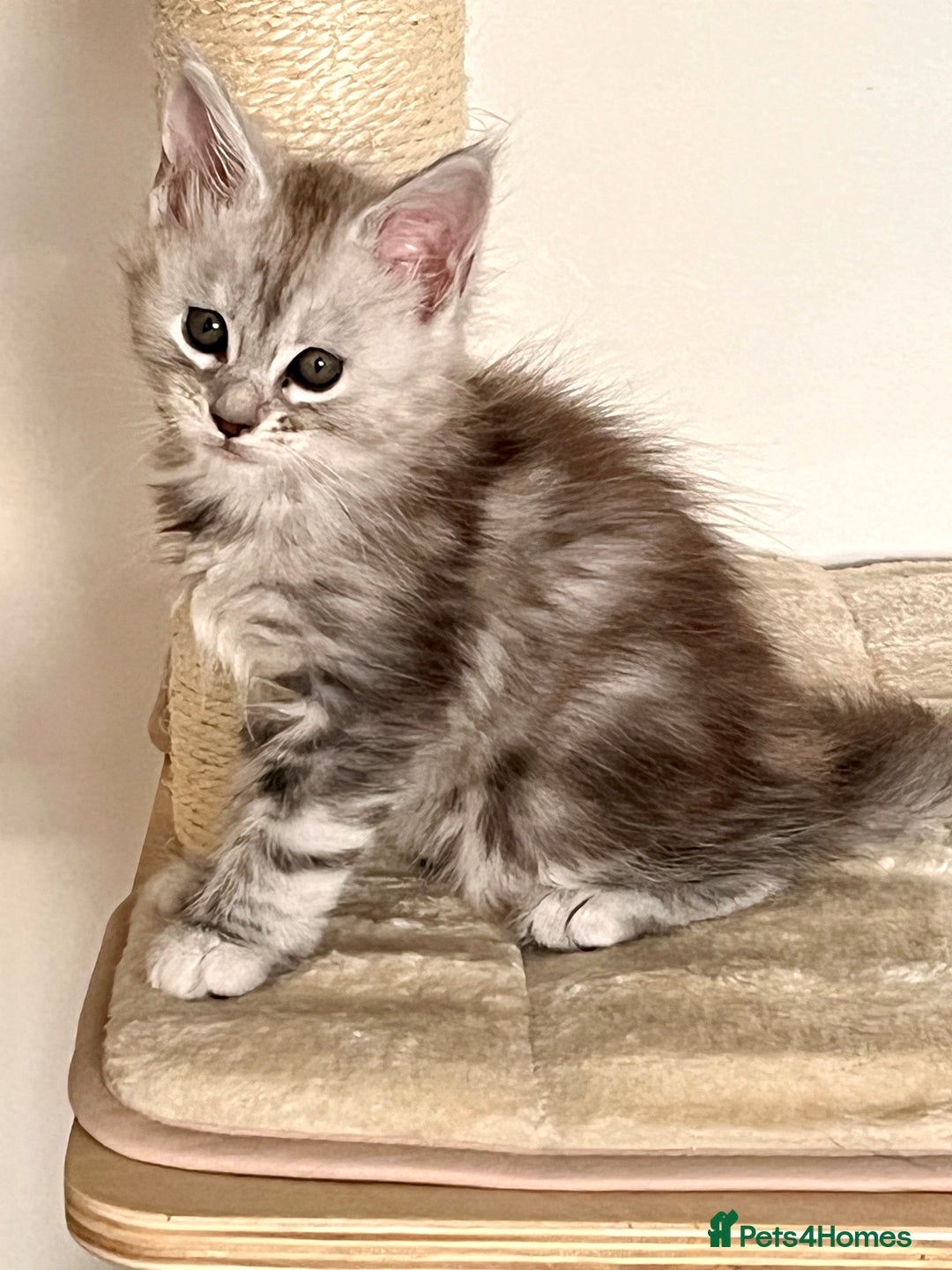 Maine Coon cats for sale: Blue Tabby Maine Coon Female - Image 3