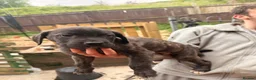 Cane Corso dogs for sale: Cane corso puppies - Advert 9