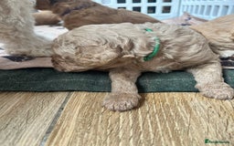 Mixed Breed dogs for sale: Multi generational goldendoodle puppies - Image 33