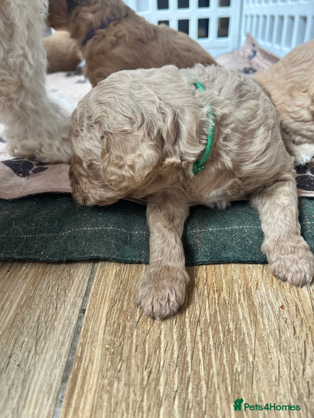 Mixed Breed dogs for sale: Multi generational goldendoodle puppies - Image 33