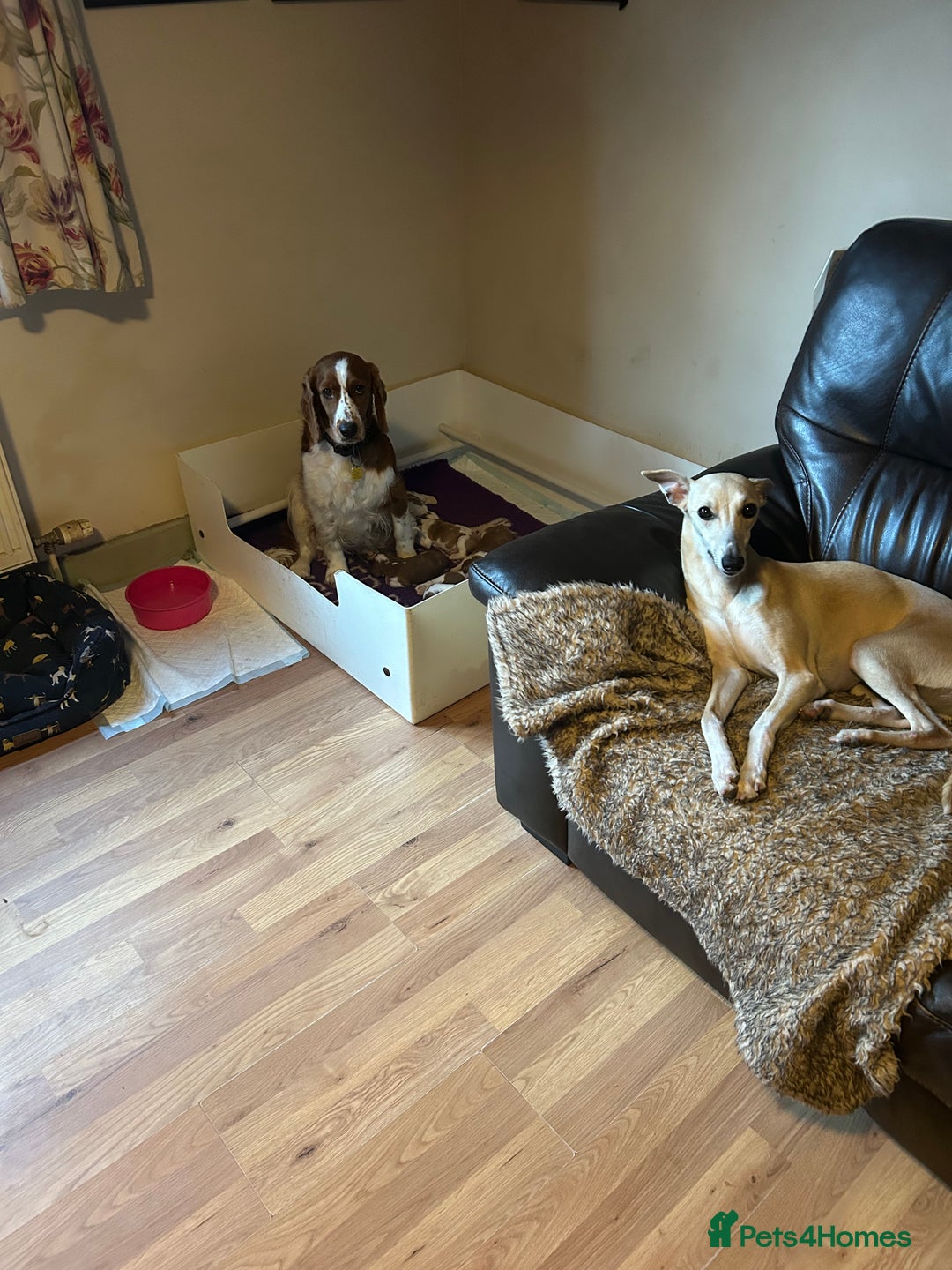 Welsh Springer Spaniel dogs for sale: Kc reg Welsh springer spaniel male puppies - Image 19