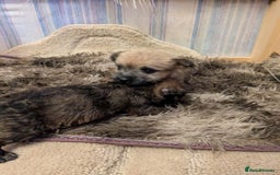 Mixed Breed dogs for sale: Norfolk terrier cross cairn terrier  - Image 20