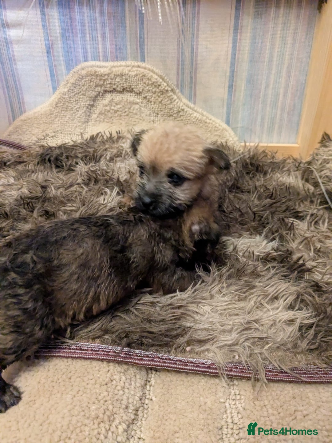 Mixed Breed dogs for sale: Norfolk terrier cross cairn terrier  - Image 20