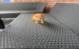 Patterdale Terrier dogs for sale: Patterdale fell terriers  - Image 14