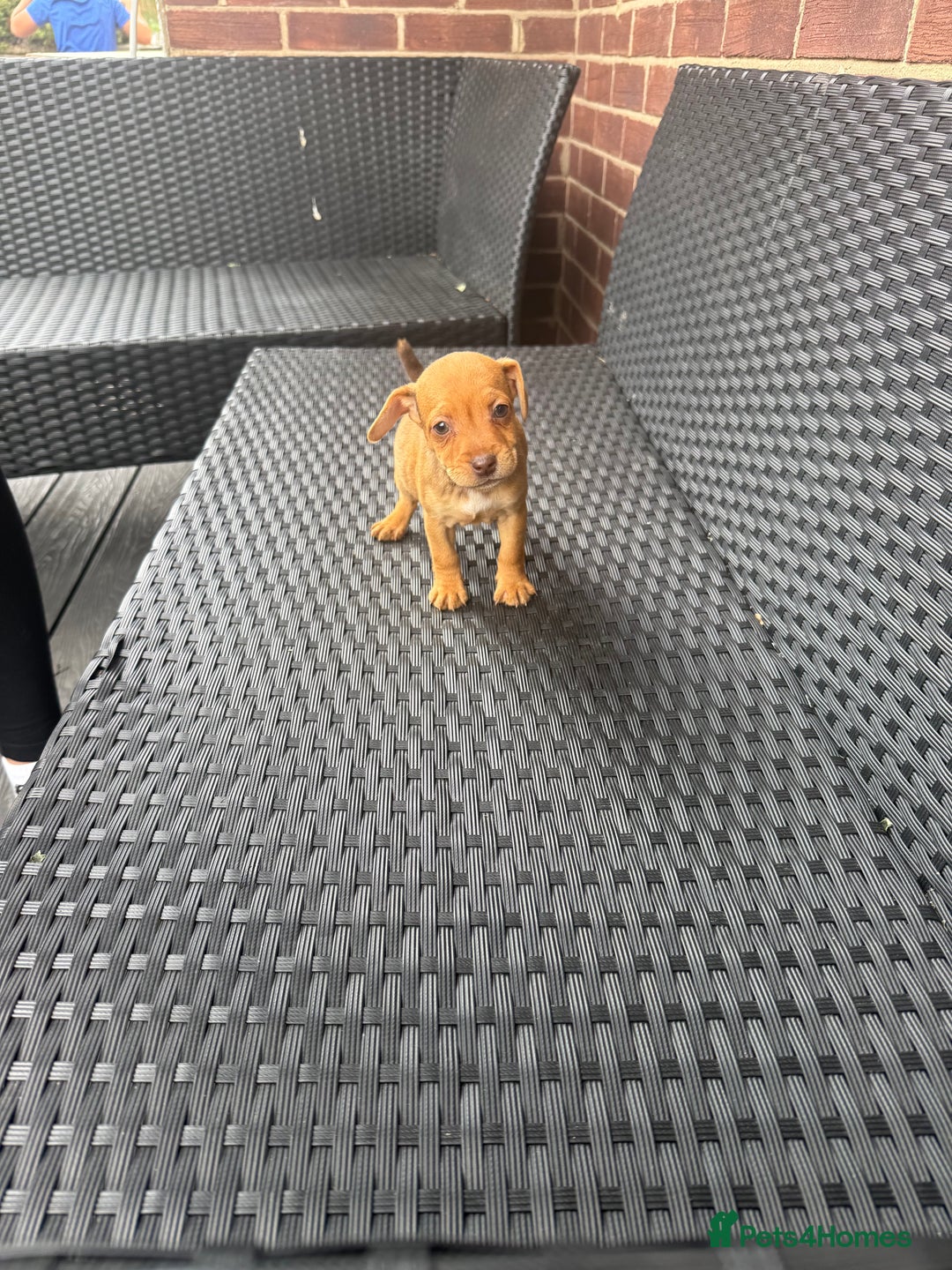 Patterdale Terrier dogs for sale: Patterdale fell terriers  - Image 14