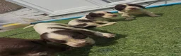 Cocker Spaniel dogs for sale: Cocker spaniel  in Llanelli - Advert 7
