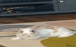 English rabbits for sale: Benji the rabbit  - Image 4