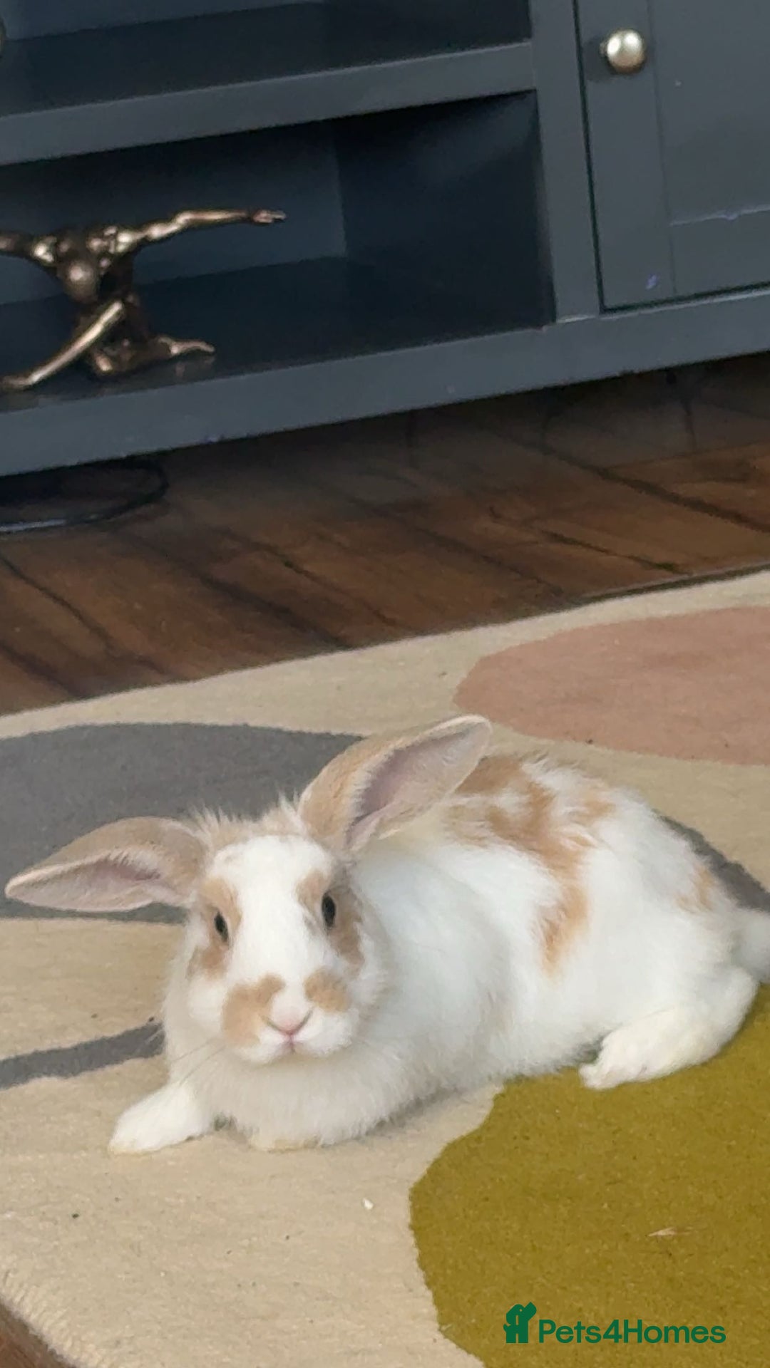 English rabbits for sale: Benji the rabbit  - Image 4