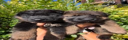 German Shepherd dogs for sale: Beautiful German shepherd pups KC registered  - Advert 2