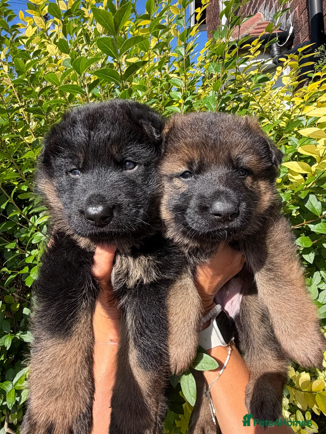 German Shepherd dogs for sale: Beautiful German shepherd pups KC registered  - Advert 2