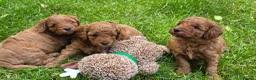 Cavapoo dogs for sale: ❤️Beautiful cavapoo- Ready 16th July ❤️ - Advert 29