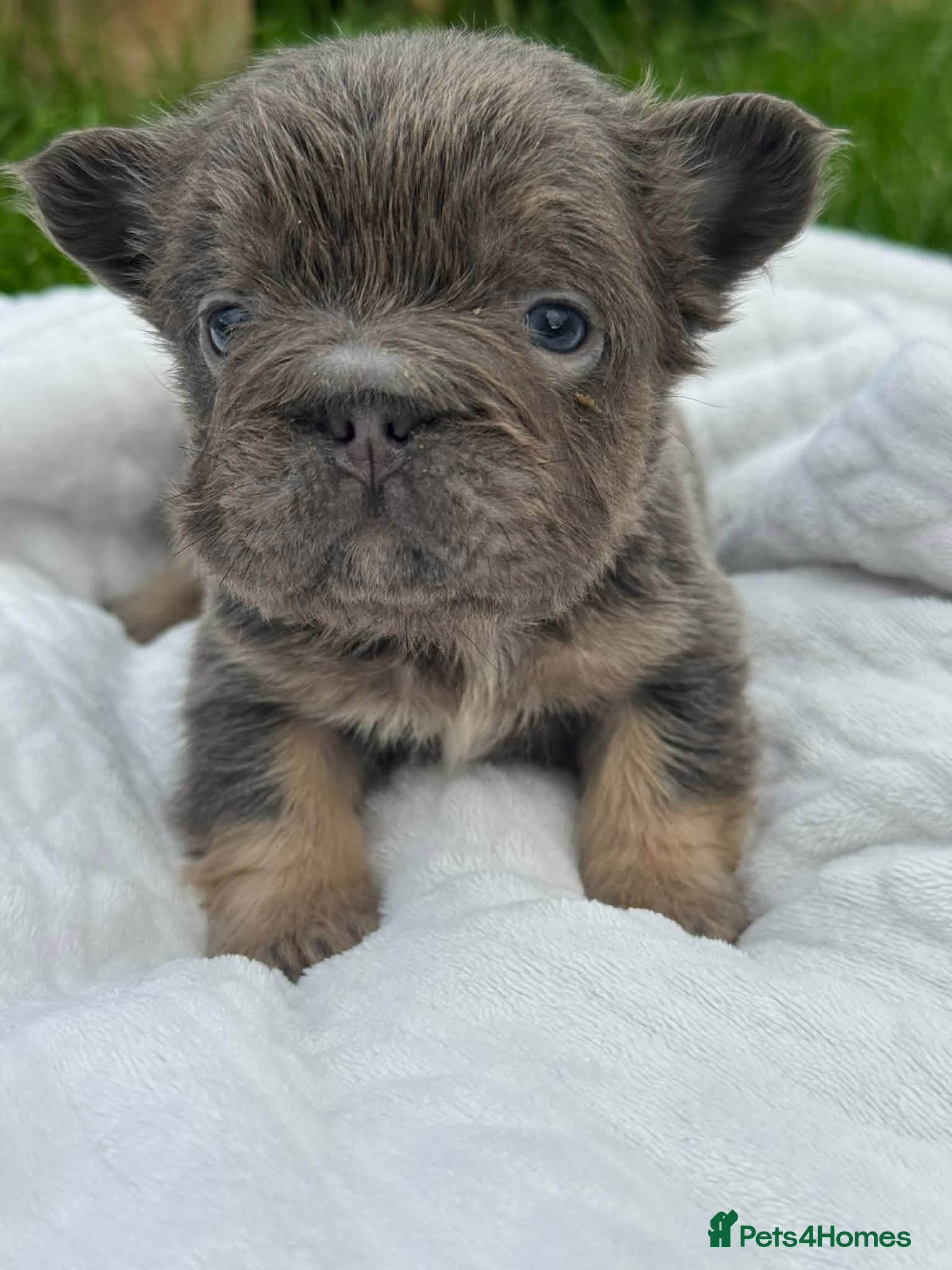 French Bulldog dogs BEAUTIFUL LILAC AND TAN FLUFFY FEMALE  - Advert 5