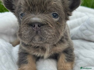 French Bulldog dogs BEAUTIFUL LILAC AND TAN FLUFFY FEMALE - Advert 5