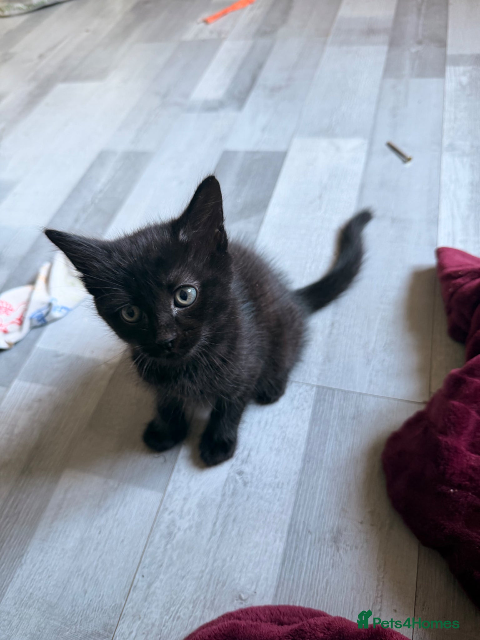 Domestic Shorthair cats for sale: Little female kitten ready for her forever people - Advert 5