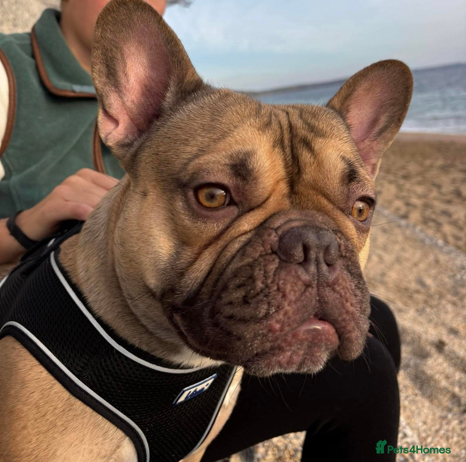 French Bulldog dogs Gorgeous frenchie for ADULT only home.  - Advert 3