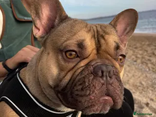 French Bulldog dogs Gorgeous frenchie for ADULT only home. - Advert 3