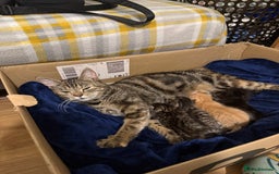 Domestic Shorthair cats for sale: Domestic Shorthair - Image 7