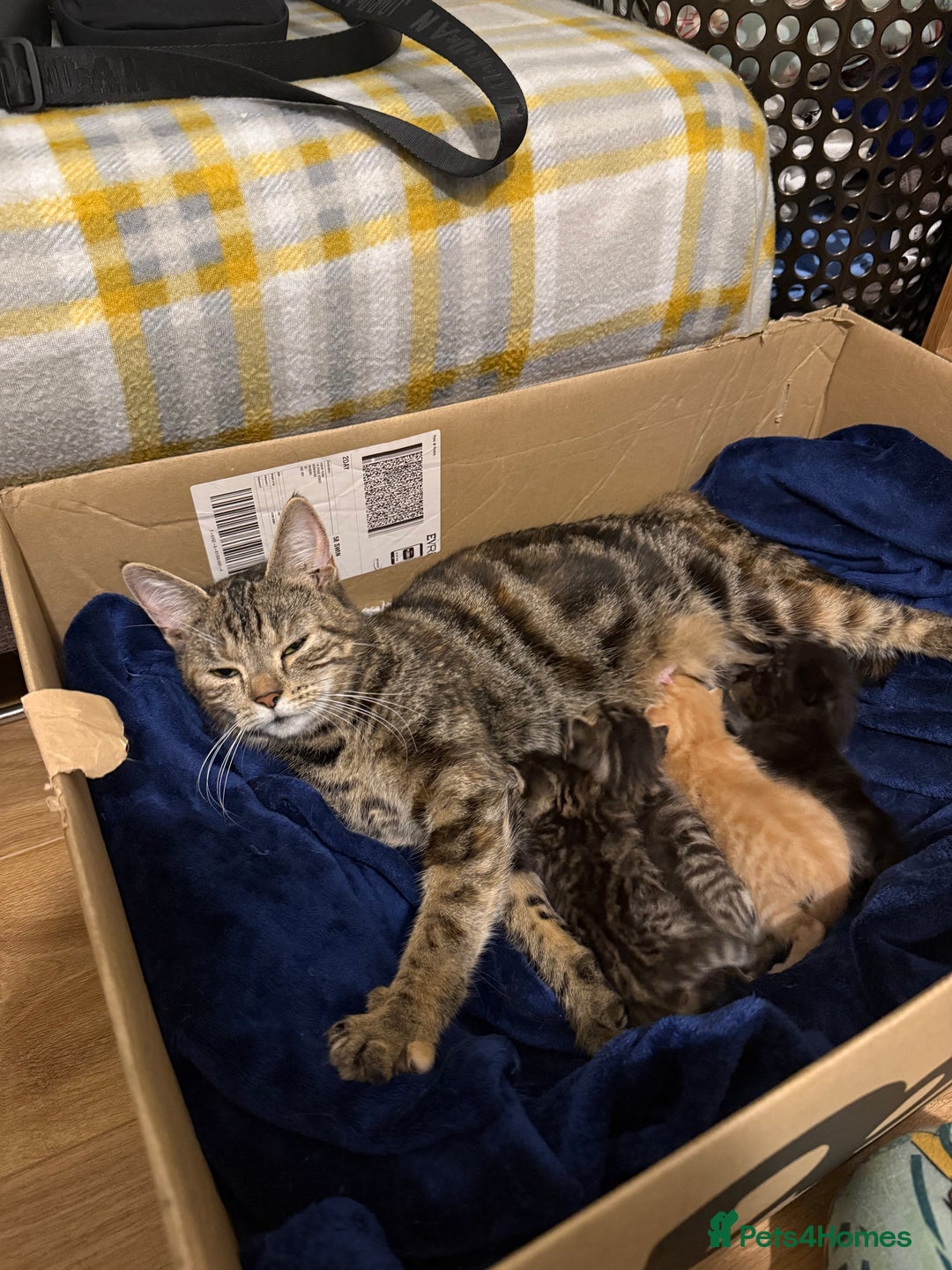 Domestic Shorthair cats for sale: Domestic Shorthair - Image 7