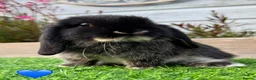 Mini Lop rabbits for sale: Beautiful Baby Black Otter - Minilop - Advert 4