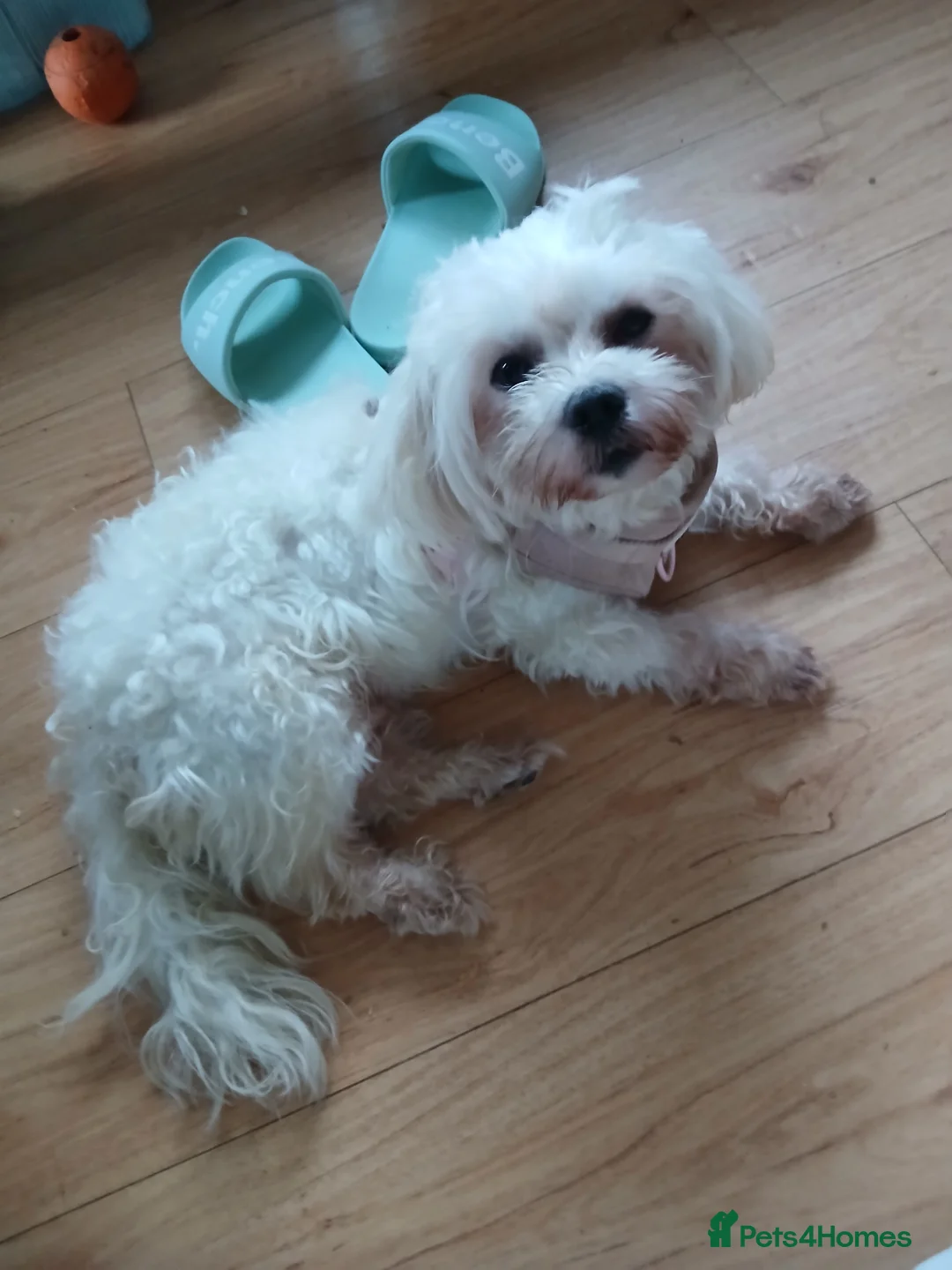 Mixed Breed dogs for sale: Beautiful little Lhasa Apso/Maltes puppies  - Advert 6