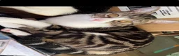 Mixed Breed cats for sale: Cookie - Advert 2