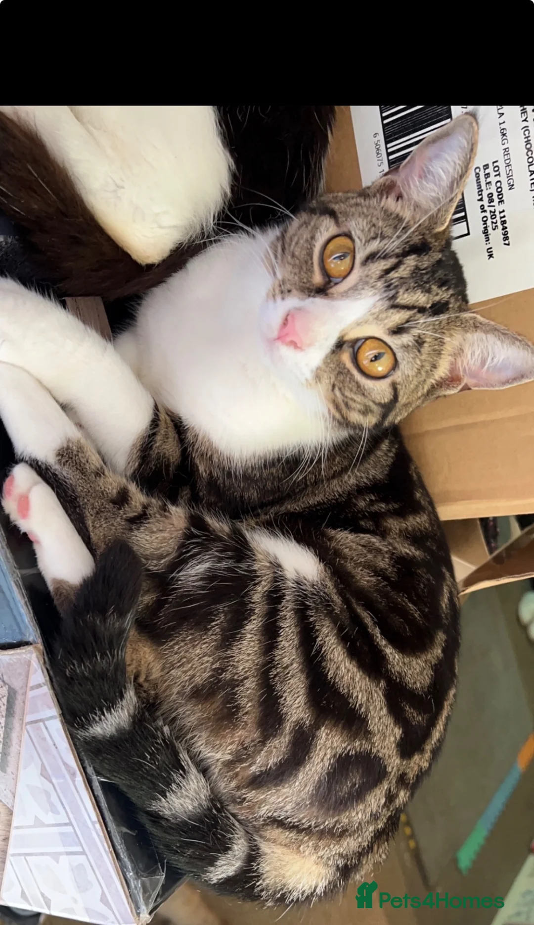 Mixed Breed cats for sale: Cookie - Advert 2