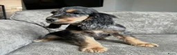 Cocker Spaniel dogs for sale: Spaniel boys needing homes - Advert 6