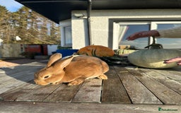 Rex rabbits for sale: Rex Standard Kits available  - Advert 5