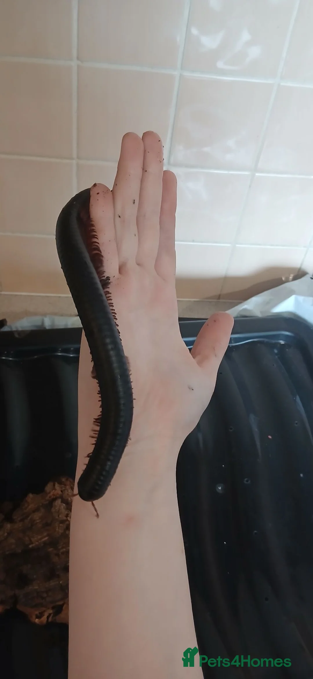 Millipedes invertebrates for sale: Giant African millipede ☺️💕 - Advert 4