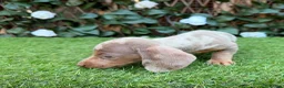 Miniature Dachshund dogs for sale: BEAUTIFUL TINY MINIATURE DASCHUNDS DAPPLE  - Advert 3