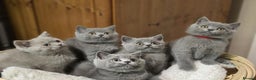 Scottish Fold cats for sale: Scottish fold /straight  - Advert 1
