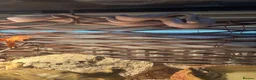 Corn Snake reptiles for sale: Corn snake for sale  in Blackburn - Advert 5