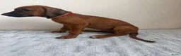 Rhodesian Ridgeback dogs for sale: KC registered, the last girl. The right home. in Portsmouth - Advert 4