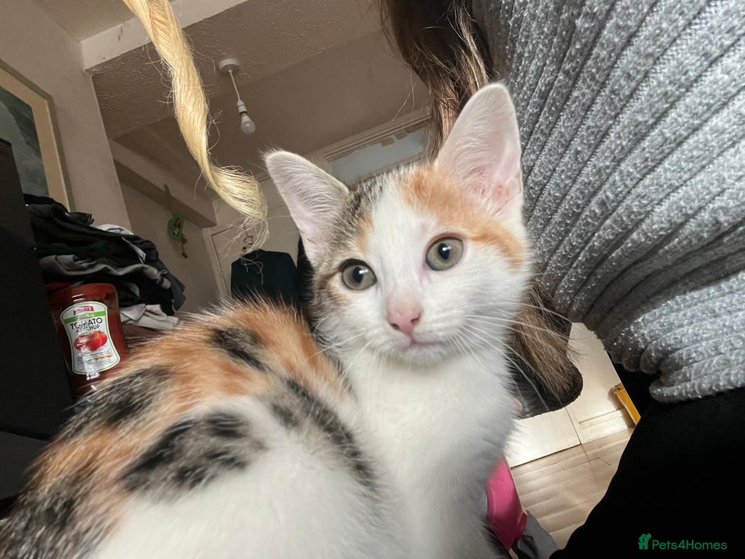 British Shorthair cats for sale: One ginger male and one female torti kitten. - Advert 4