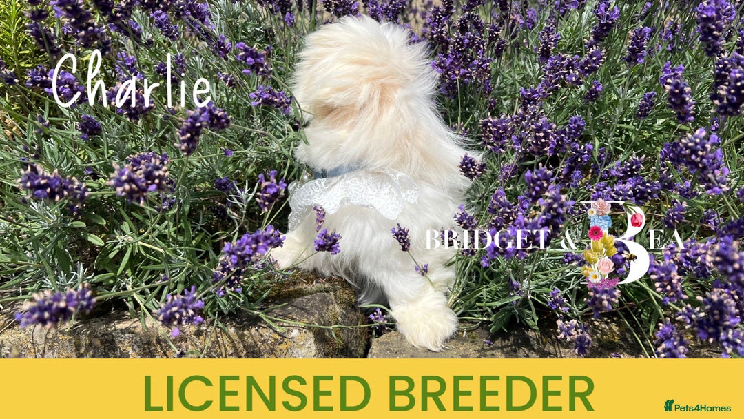 Pekingese dogs for sale: 💙WHITE CREAM BOY💙 - Image 6