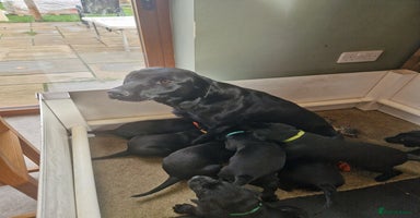 Labrador Retriever dogs - Advert 24