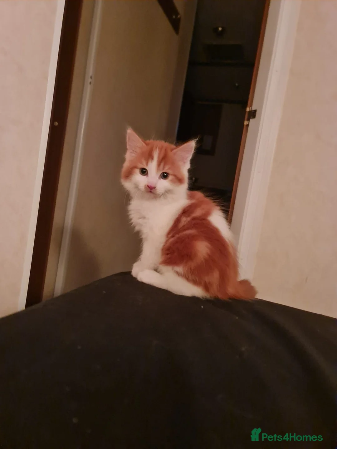 Mixed Breed cats for sale: TWO KITTEN LOOKING FOR NEW HOME in South Ockendon - Advert 3