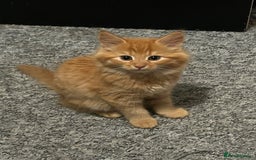 British Longhair cats for sale: Stunning fluffy ginger boy  - Image 4