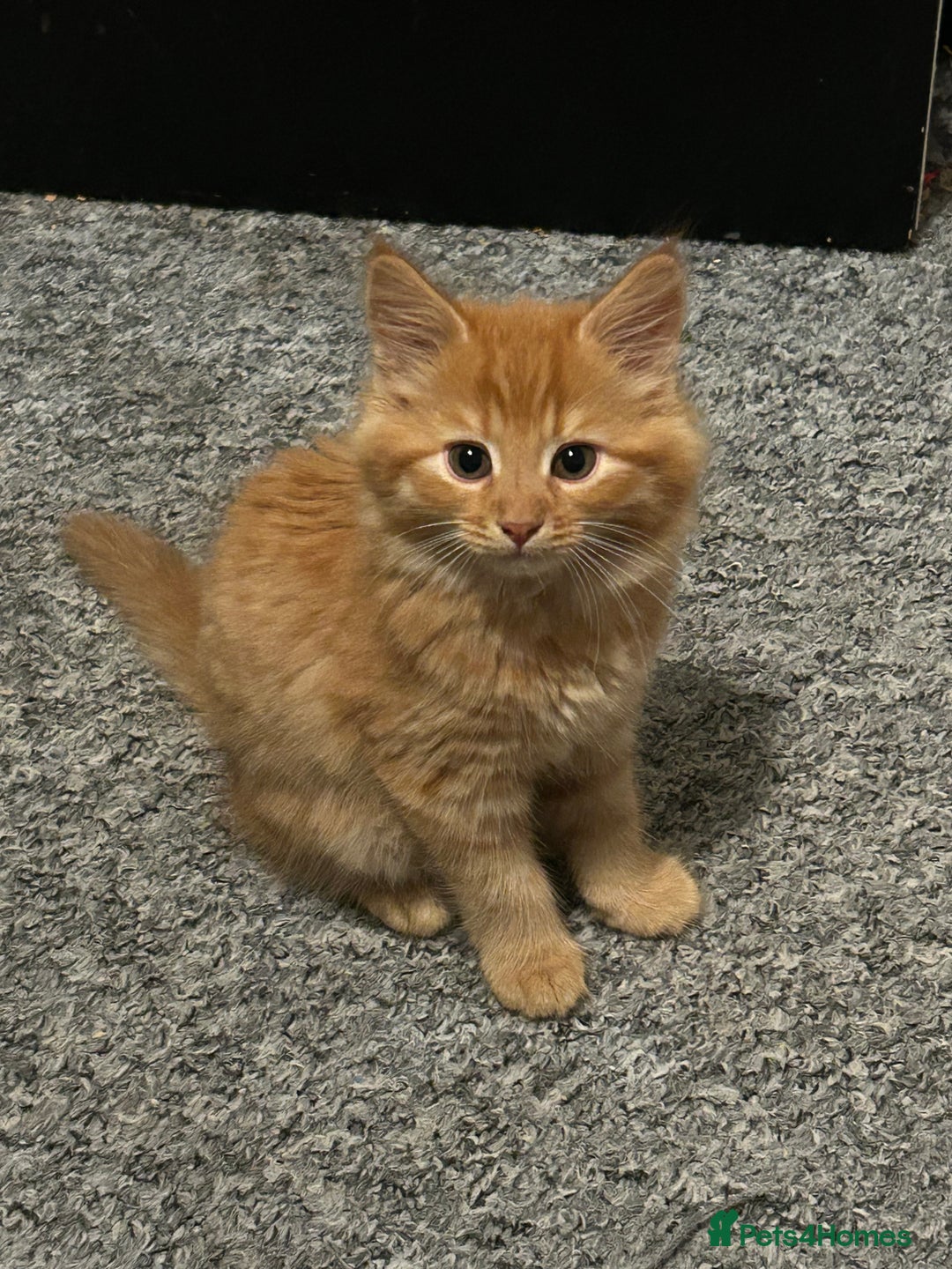 British Longhair cats for sale: Stunning fluffy ginger boy  - Image 4