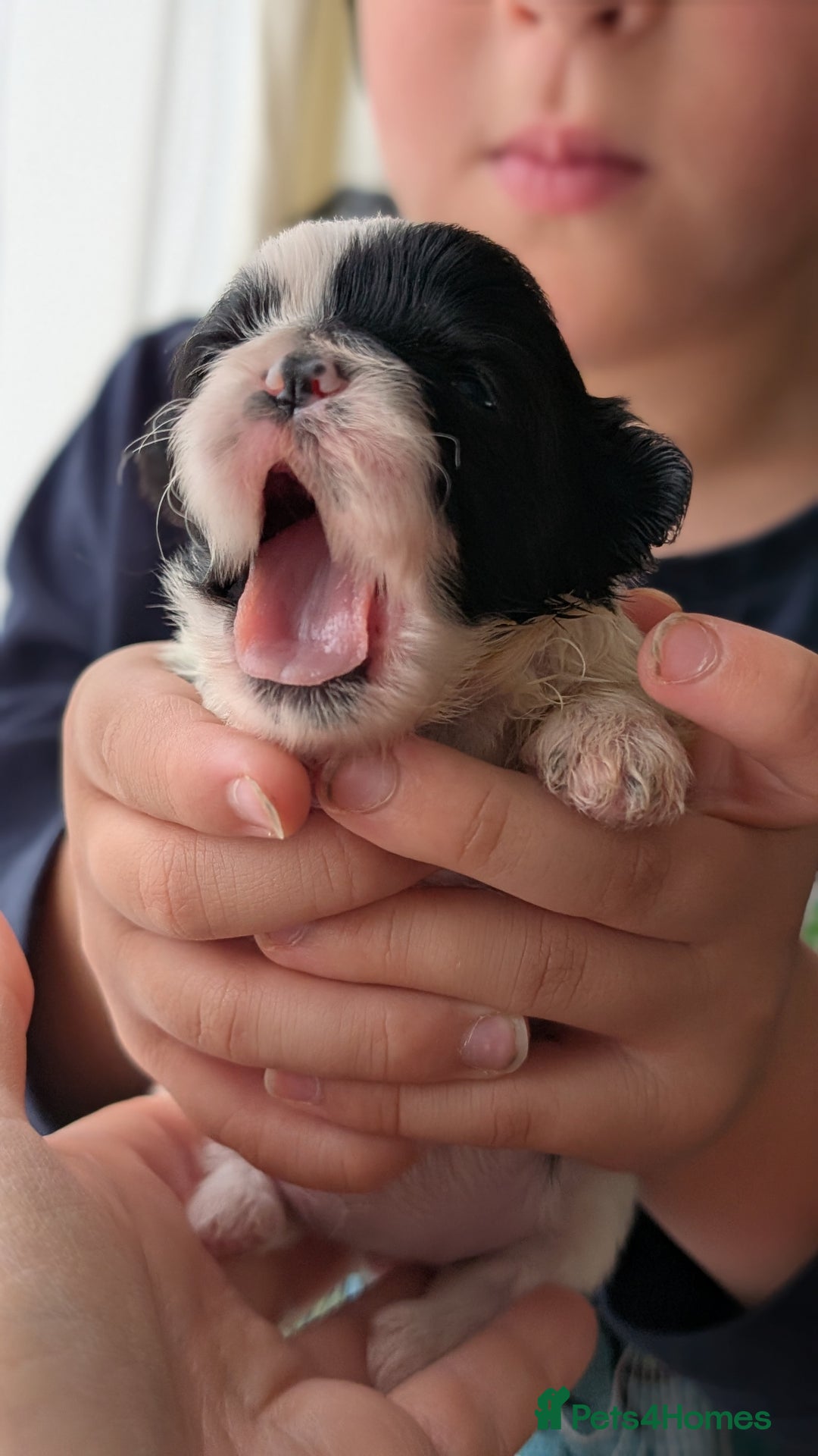Shih Tzu dogs for sale: KC reg puppies LAST GIRL LEFT  - Advert 12
