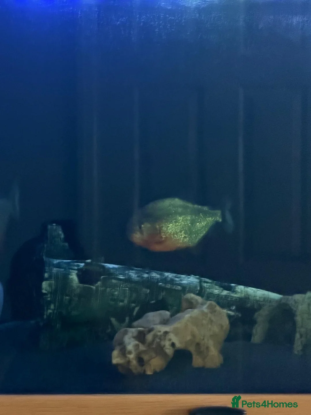 Piranhas fish for sale: Red Bellied Pirahna - Advert 2