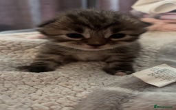 British Longhair cats for sale: Brown cat and tabby cat - Image 2