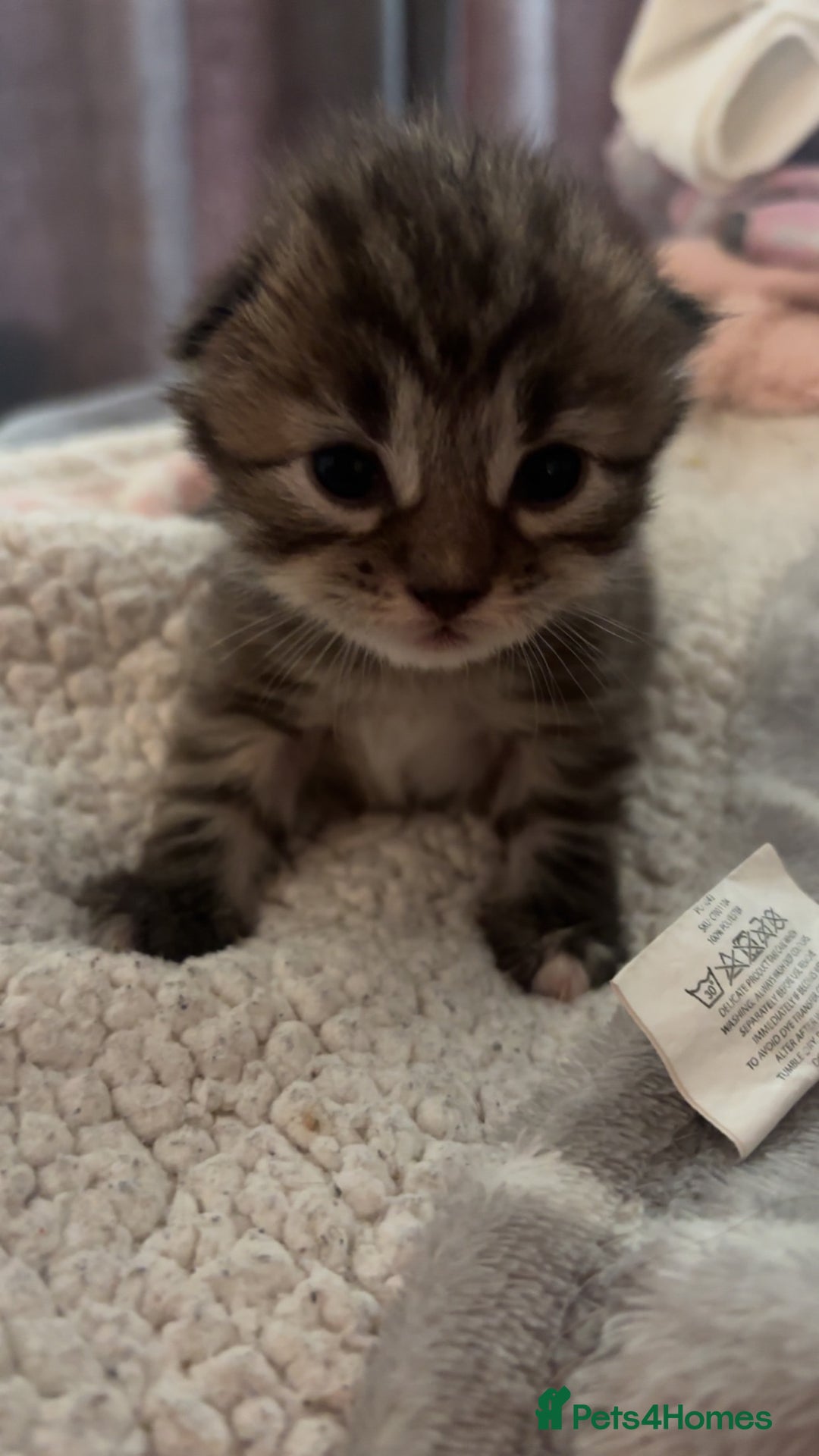 British Longhair cats for sale: Brown cat and tabby cat - Image 2