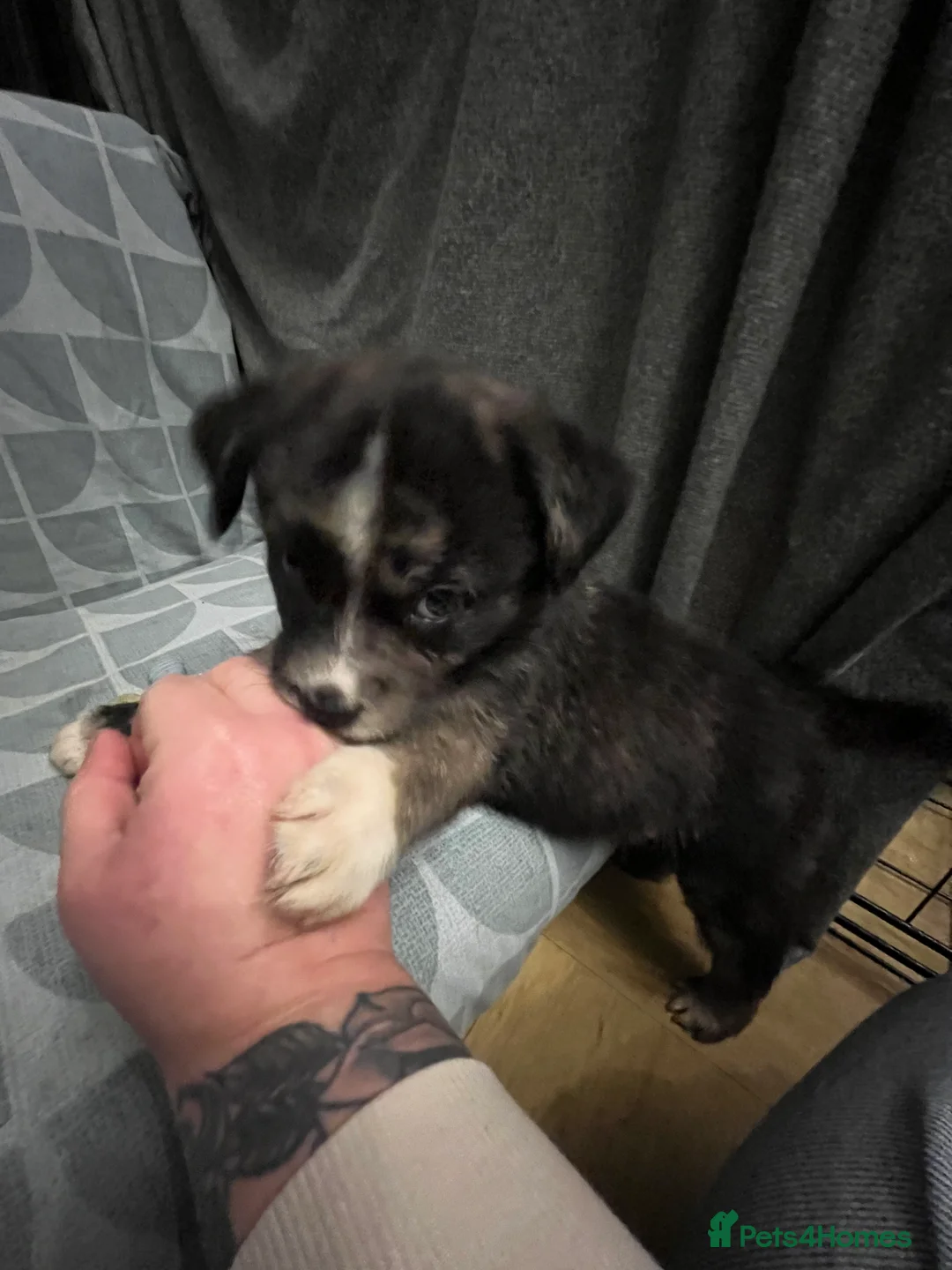 Mixed Breed dogs for sale: Beautiful Merle Caucasian corso - Advert 12